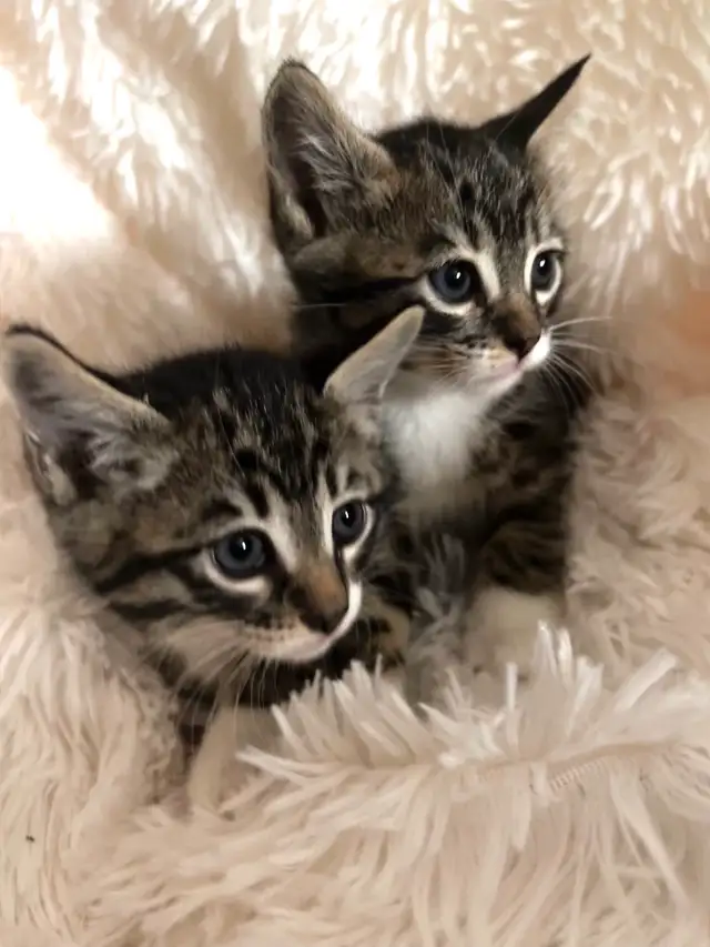 kittens Bengal, black and white, pure black