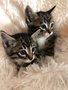 kittens Bengal, black and white, pure black