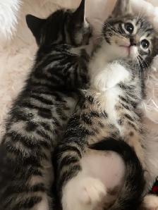 kittens Bengal, black and white, pure black - Photo 2