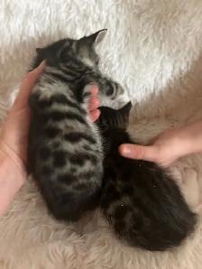 kittens Bengal, black and white, pure black - Photo 3