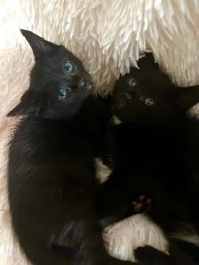 kittens Bengal, black and white, pure black - Photo 4