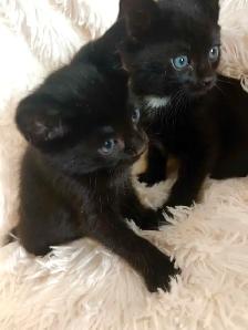 kittens Bengal, black and white, pure black - Photo 5