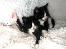 kittens Bengal, black and white, pure black - Photo 6