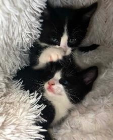 kittens Bengal, black and white, pure black - Photo 7