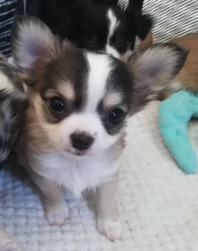 3 CHIHUAHUA BABIES