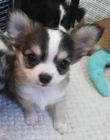 3 CHIHUAHUA BABIES