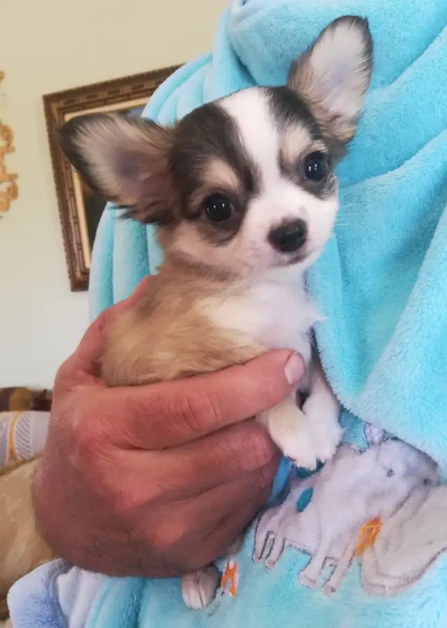 3 CHIHUAHUA BABIES - Photo 2