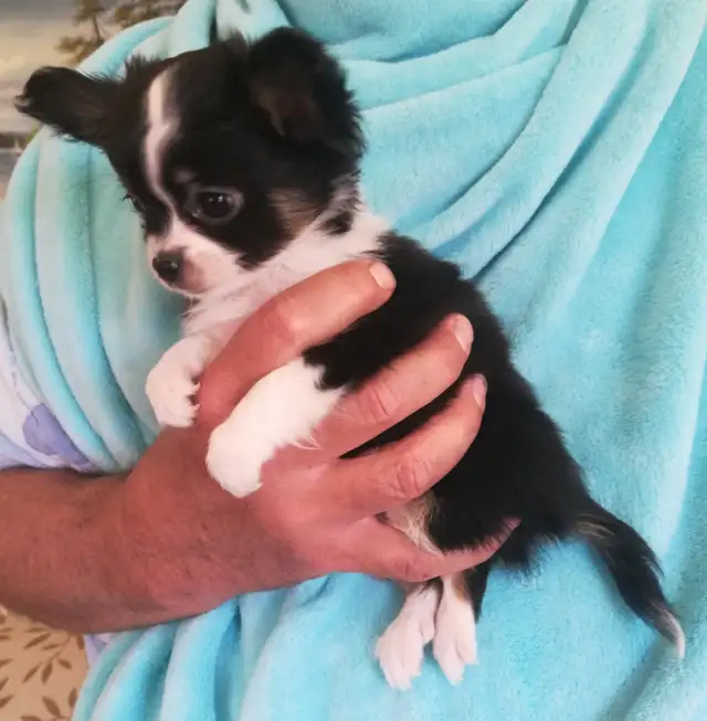 3 CHIHUAHUA BABIES - Photo 3