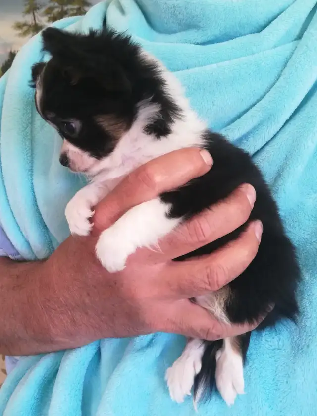 3 CHIHUAHUA BABIES - Photo 4