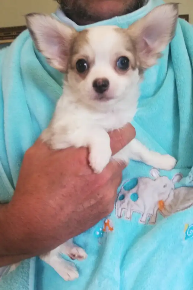3 CHIHUAHUA BABIES - Photo 5