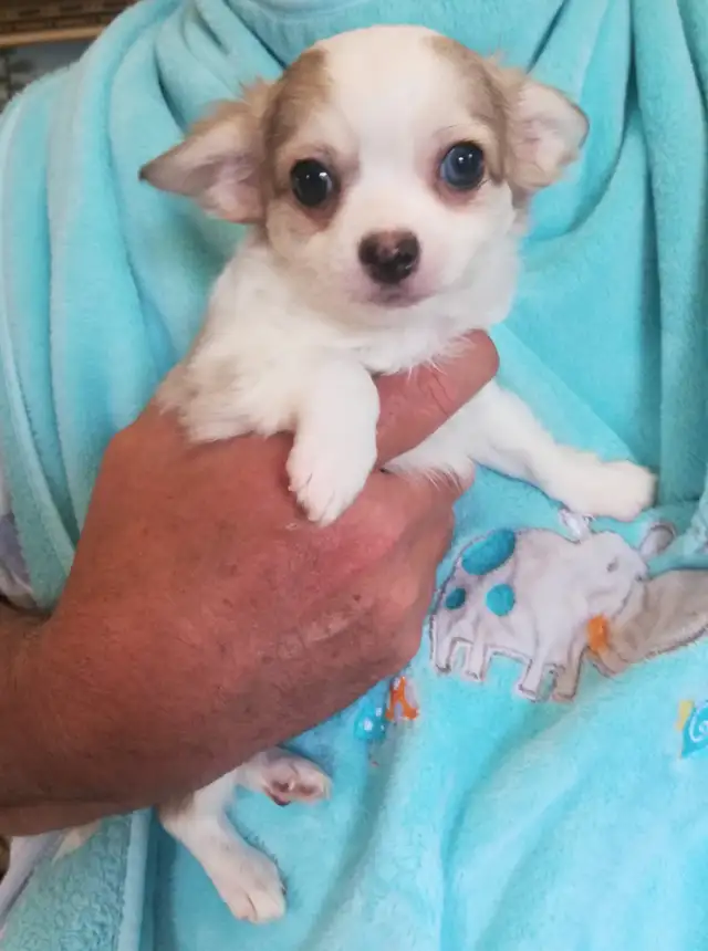 3 CHIHUAHUA BABIES - Photo 6