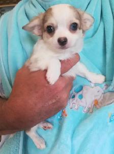 3 CHIHUAHUA BABIES - Photo 6