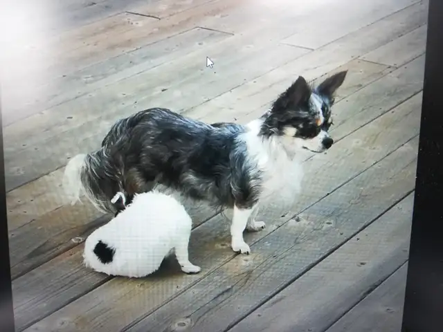 3 CHIHUAHUA BABIES - Photo 7