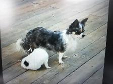 3 CHIHUAHUA BABIES - Photo 7