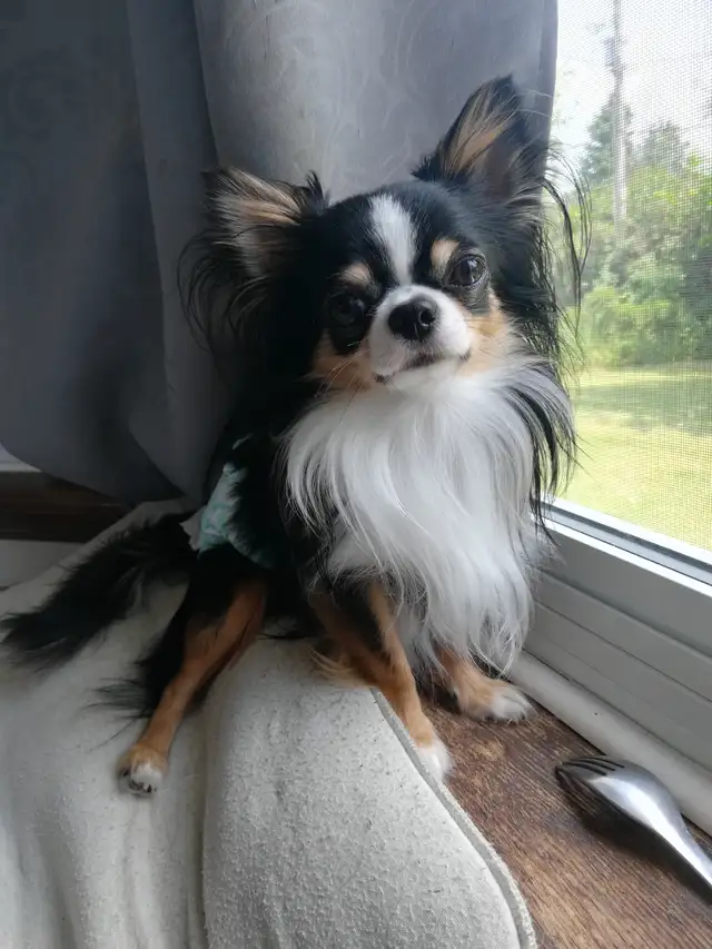 3 CHIHUAHUA BABIES - Photo 8