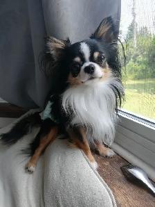 3 CHIHUAHUA BABIES - Photo 8