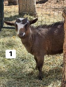 Kids looking for new pastures