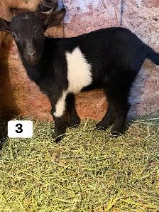 Kids looking for new pastures - Photo 4