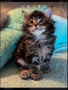 Mainecoon spécial fête des mères
