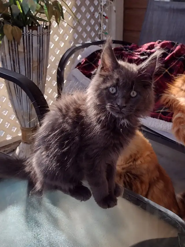 Mainecoon spécial fête des mères - Photo 2