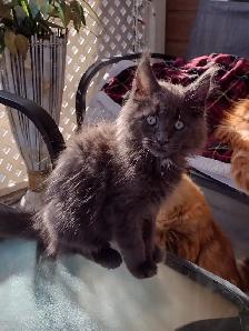 Mainecoon spécial fête des mères - Photo 2