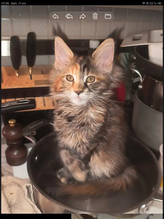 Mainecoon spécial fête des mères - Photo 3