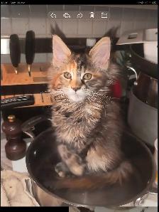 Mainecoon spécial fête des mères - Photo 3