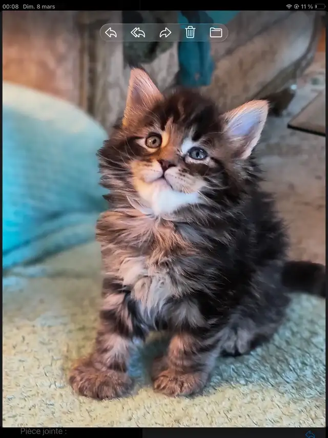 Mainecoon spécial fête des mères - Photo 4
