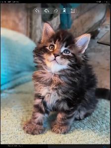 Mainecoon spécial fête des mères - Photo 4