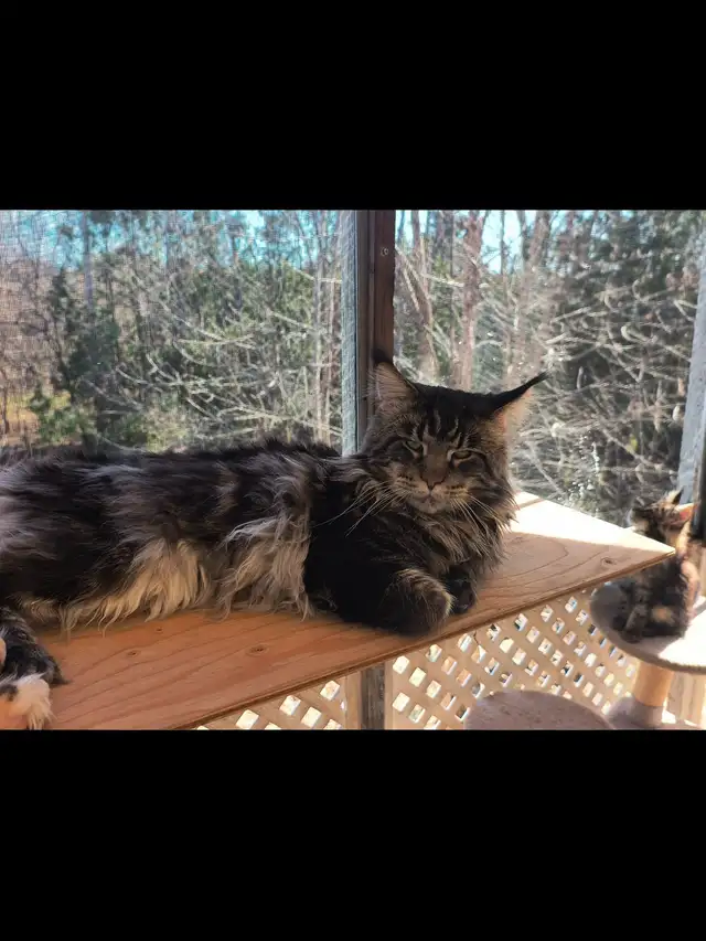 Mainecoon spécial fête des mères - Photo 5