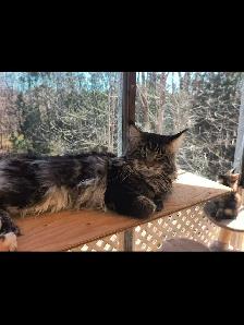 Mainecoon spécial fête des mères - Photo 5