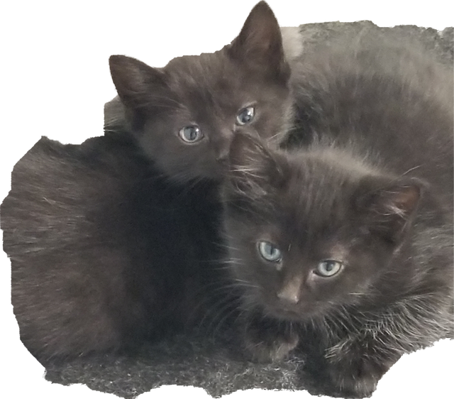 2 Female Fluffy Kittens. $50 each
