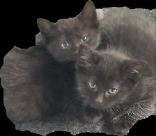 2 Female Fluffy Kittens. $50 each