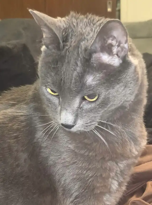 Free cat