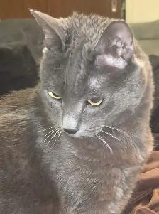 Free cat