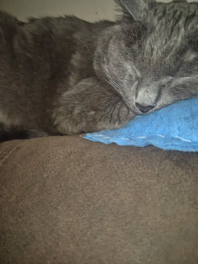 Free cat - Photo 2