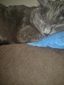 Free cat - Photo 2