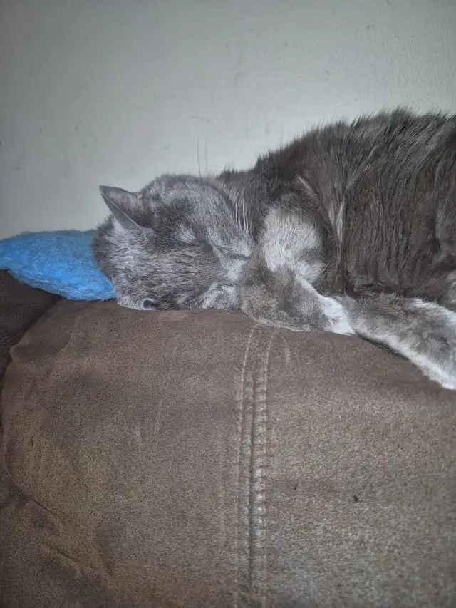Free cat - Photo 3