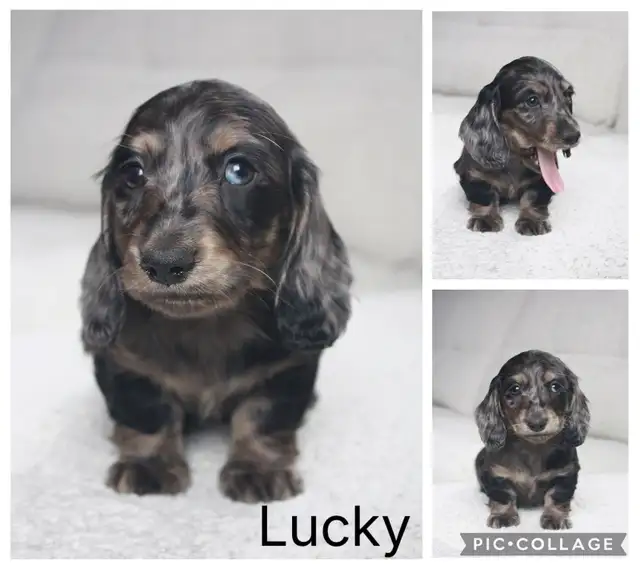 CKC Reg’d Miniature LongHaired Dachshunds