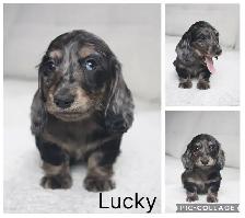 CKC Reg’d Miniature LongHaired Dachshunds