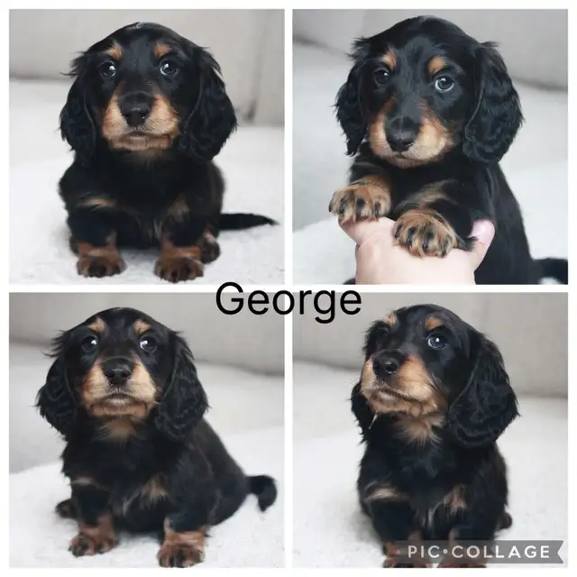 CKC Reg’d Miniature LongHaired Dachshunds - Photo 2