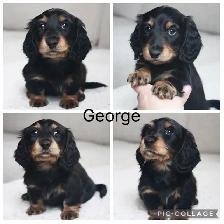 CKC Reg’d Miniature LongHaired Dachshunds - Photo 2
