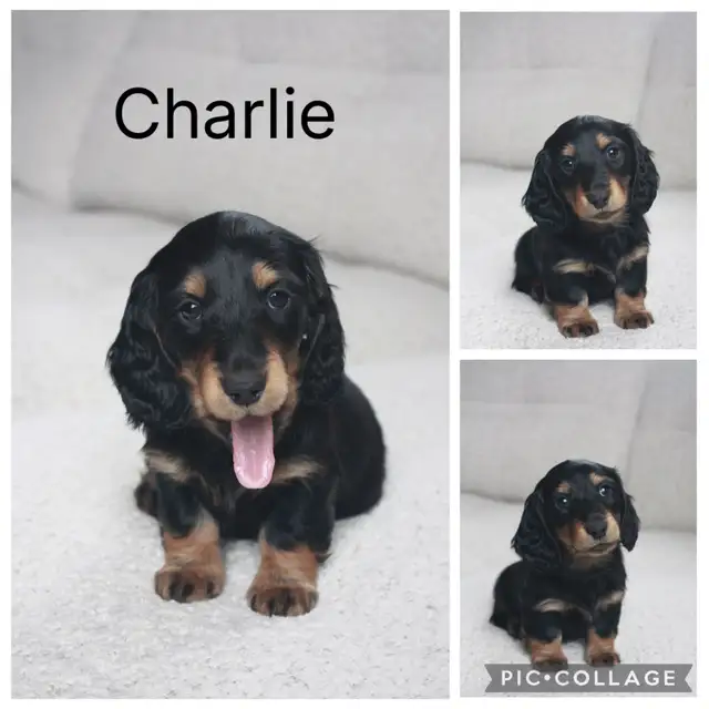 CKC Reg’d Miniature LongHaired Dachshunds - Photo 3