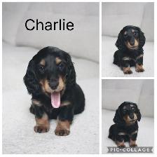 CKC Reg’d Miniature LongHaired Dachshunds - Photo 3