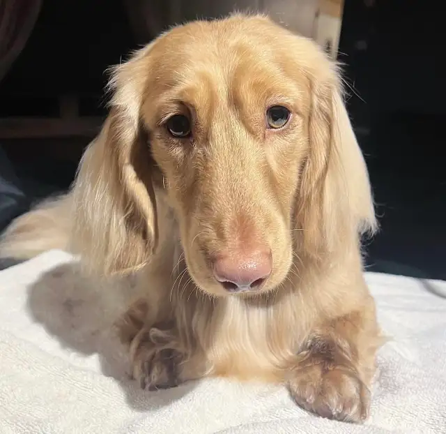 CKC Reg’d Miniature LongHaired Dachshunds - Photo 4