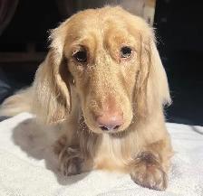 CKC Reg’d Miniature LongHaired Dachshunds - Photo 4