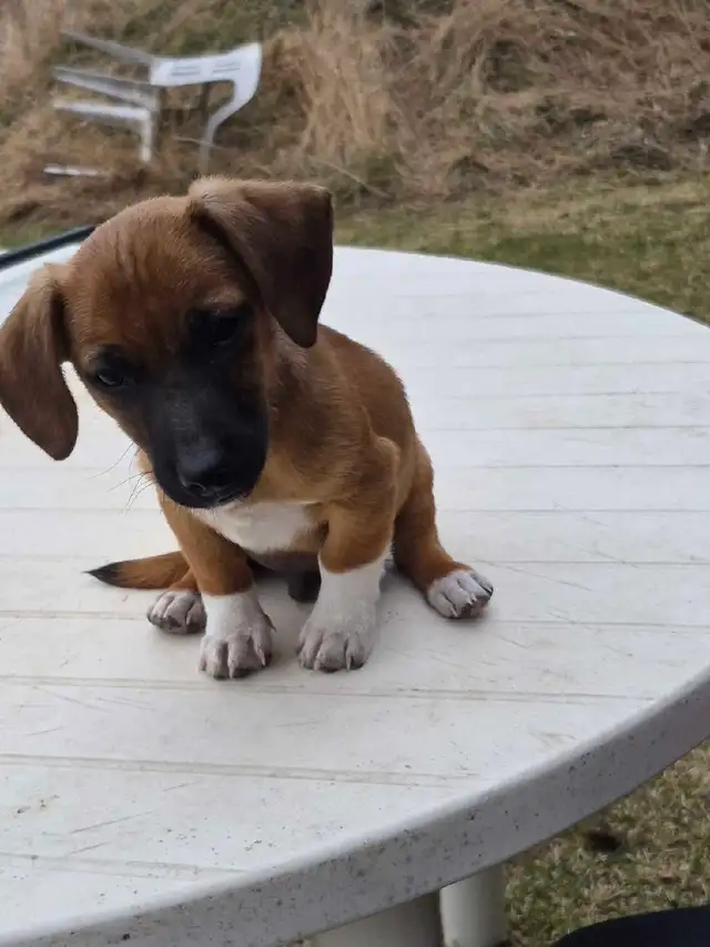 Miniature Dachshund