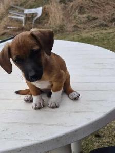 Miniature Dachshund