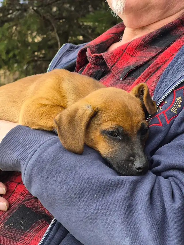 Miniature Dachshund - Photo 2