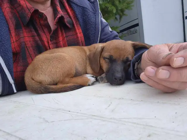 Miniature Dachshund - Photo 3